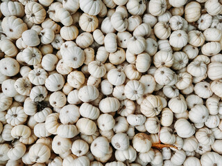 Large pile of white pumpkins