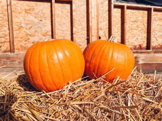 Two orange pumpkins are sitting on a hay bale