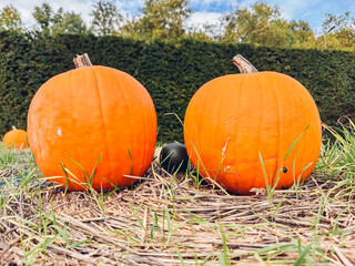 Two large orange pumpkins are sitting on the ground next to each other