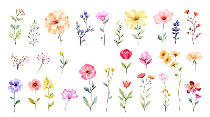 Spring  Set flowers watrecolor clipart on withe background