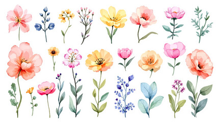Spring  Set flowers watrecolor clipart on withe background