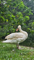 white duck in the water