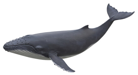 Isolated Humpback Whale