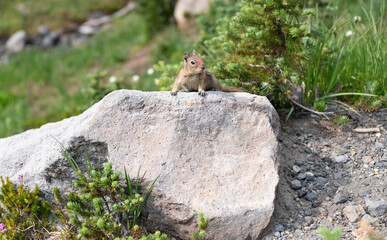 Chipmunk wild squirrel. Chipmunk rodent. Gopher outdoor. Wild animal in nature. Squirrel on the...