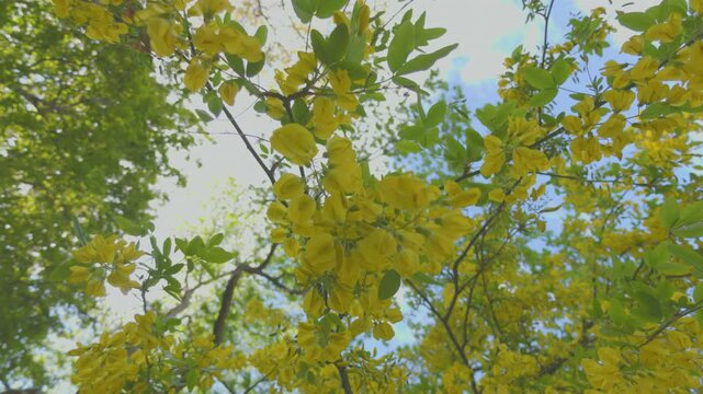 Close-Up of Laburnum Anagyroides Flowers Swaying Toward the Sun with Gentle Wind