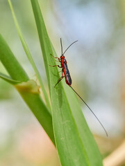 Wasp genus Glyptomorpha with a very long ovipositor. This is a common Parasitoid wasp