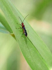 Wasp genus Glyptomorpha with a very long ovipositor. This is a common Parasitoid wasp