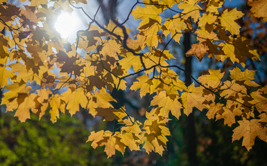 Seasonal leaves on tree. Natural autumn leaves. Autumn beauty of nature. Fall season nature. Fall leaves of tree. Autumn tree. Nature in fall season. Autumnal sunny day. Quiet woods