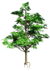 3D Rendering Ash Tree on White