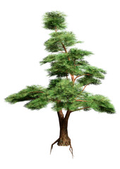 3D Rendering Pine Tree on White