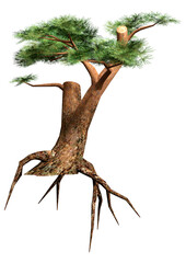 3D Rendering Pine Tree on White