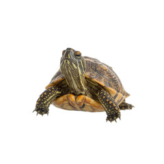 Obraz premium Curious Yellow-Bellied Slider Turtle on White Background