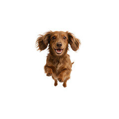 Joyful Longhaired Dachshund Leaping in Mid-Air