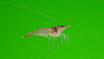 Realistic shrimp isolated on green screen background for seafood or cooking concept