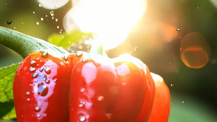 Red bell peppers gleaming, hanging from verdant plant, water droplets sparkling under golden morning light, emphasizing garden fresh vibrancy - Powered by Adobe