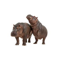 Obraz premium Playful Pygmy Hippos A Close Encounter