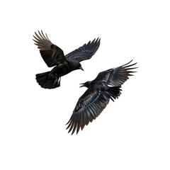 Two Crows in Flight, Confrontation Against Transparent Background