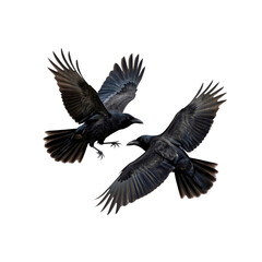 Obraz premium Two Ravens in Flight, Majestic Black Birds Soaring Against a Dark Background