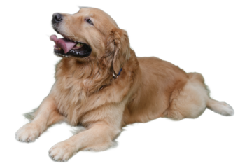 Golden retriever lying panting with his tongue hanging out. Ideal for pet products, veterinary services, pet care websites and animal themed designs.