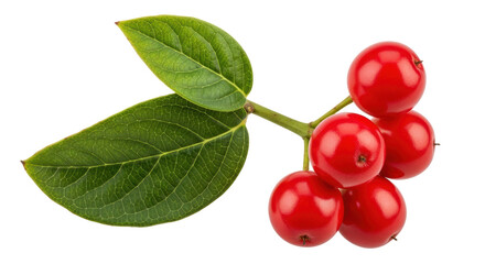 Isolated bunch of red berries