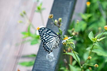 butterfly on a flower