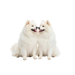 Obraz premium Two Adorable Samoyed Dogs Sitting Together, Nose to Nose
