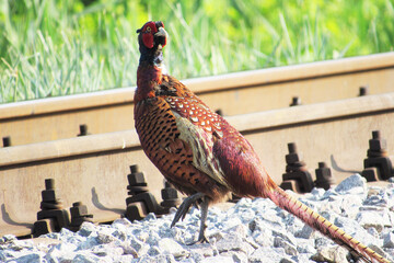 Male common pheasant standing on railway track