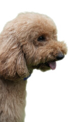 Fluffy tan poodle dog perfect for pet branding, animal care promotions, veterinary clinics, and dogthemed designs with playful vibes