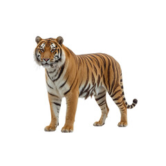 Obraz premium Majestic Bengal Tiger Standing on White Background