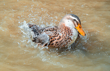 duck in water