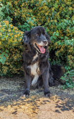 Border Collie mix breed dog on a walk. Border collies are known for their highly intelligence,...