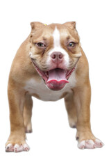 Adorable fawn American Bully puppy, perfect for pet-themed designs, animal lovers, social media...