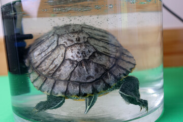 People care for and play with a pet red-eared turtle.