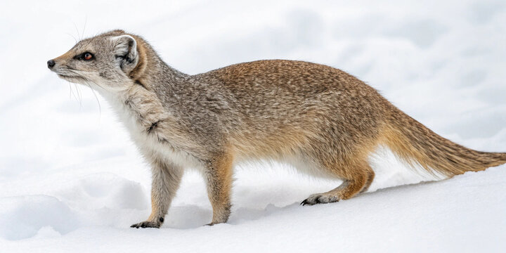Yellow-footed mongoose walking in snow, winter wildlife scene, alert expression - Powered by Adobe