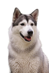 Gray and white Siberian husky dog ​​posing in front of the camera. Perfect for pet-related websites, blogs, and marketing materials.
