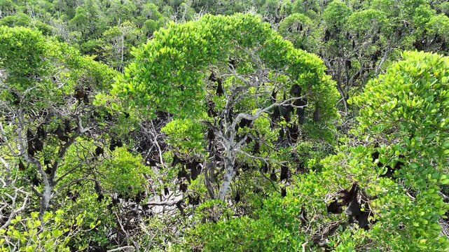 An extensive mangrove forest on a small island near Adonara is home to a vast Sunda flying fox colony, Acerodon mackloti. This tropical region in the Lesser Sunda Islands harbors high biodiversity.