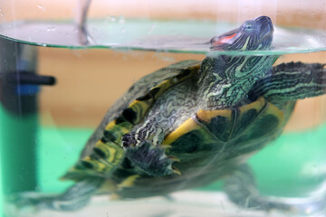 People care for and play with a pet red-eared turtle.