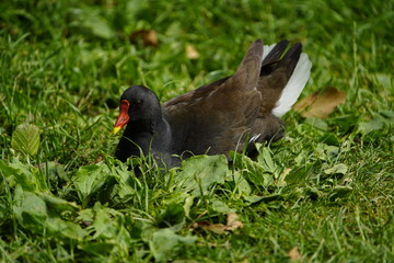 The common moorhen (Gallinula chloropus), also known as the waterhen or swamp chicken, is a bird species in the rail family (Rallidae). Hanover, Germany.