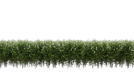 Lush Green Hedge With White Flowers