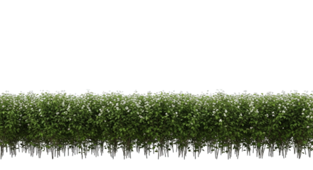 Lush Green Hedge With White Flowers