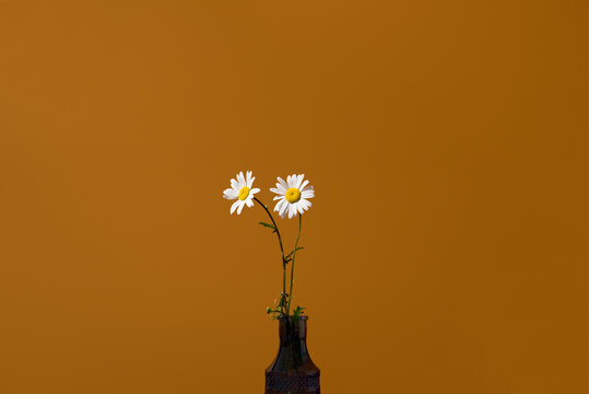 Flores de margarita silvestre en un jarr&oacute;n sobre un fondo naranja y azul
