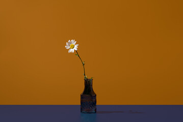 Flores de margarita silvestre en un jarrón sobre un fondo naranja y azul