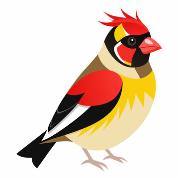 Carduelis carduelis parva Vector Illustration &ndash; Short-Beaked and Tiny Finch
