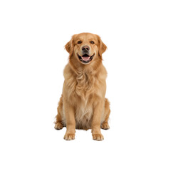 Happy Golden Retriever Dog Sitting, Studio Shot, Isolated on Transparent Background