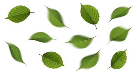 Fototapeta premium Green Leaves Floating On Black Background