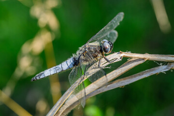 Keeled Skimmer (Orthetrum coerulescens) on a branch