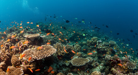 Obraz premium coral reef and diver