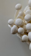 Extreme Close-up of Fresh White Beech Mushroom Caps