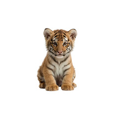 Fototapeta premium Adorable Tiger Cub Sitting, Isolated on Transparent Background