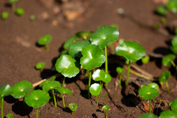 Close-up of fresh green centella asiatica leaves growing from the soil in natural sunlight. Symbol of herbal medicine, health, nature, and organic healing in traditional Asian remedies.